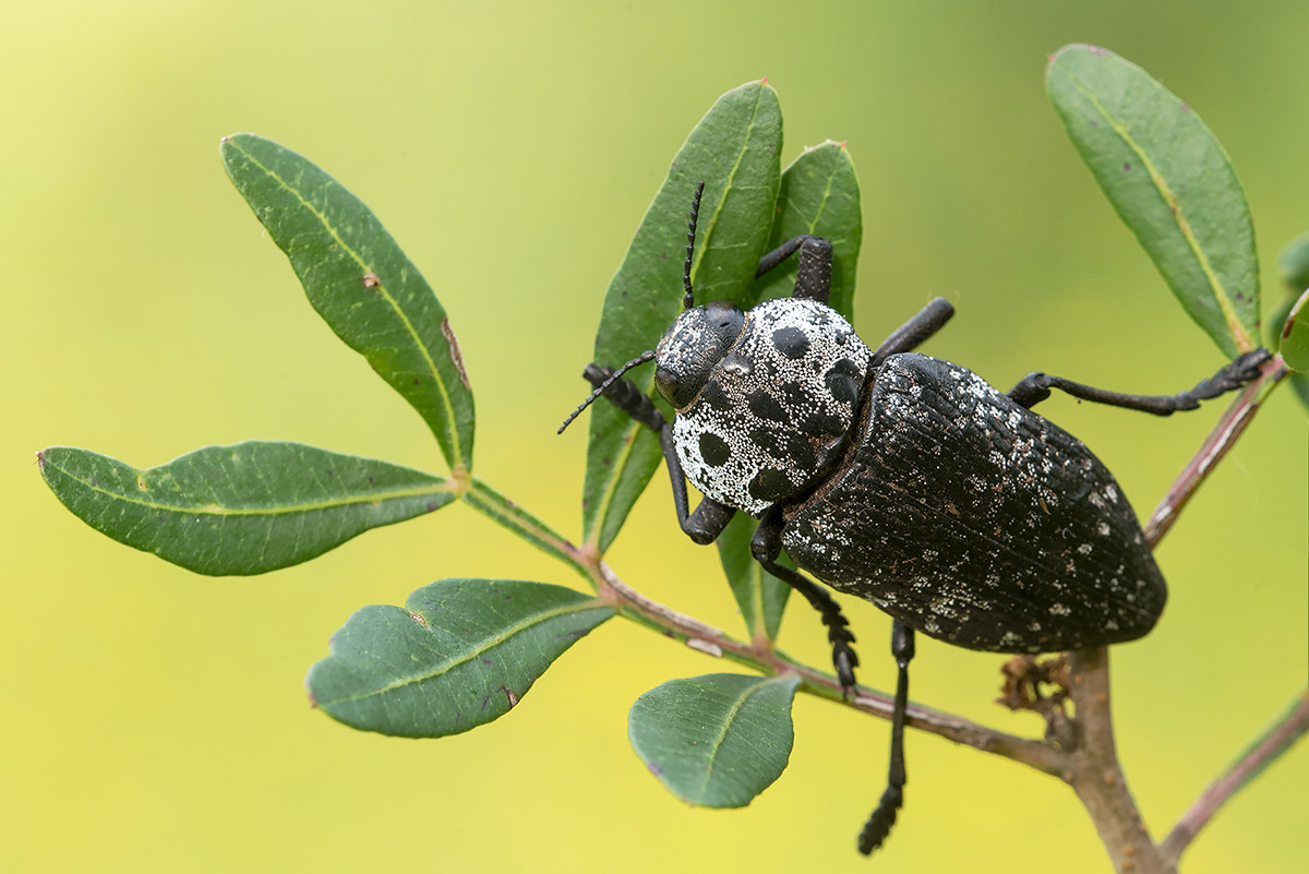 Buprestidae: Capnodis tenebrionis